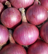 Cibule sazečka Karmen - Allium cepa - cibulky sazečky - 500 g