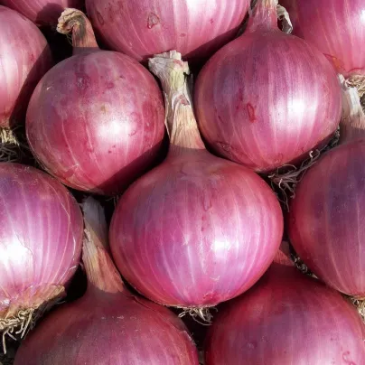 Cibule sazečka Karmen - Allium cepa - cibulky sazečky - 500 g