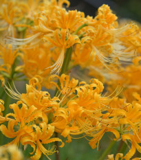 Pavoučí lilie - Lycoris aurea - cibule lilií - 1 ks