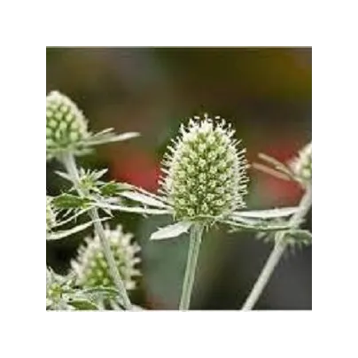 Máčka bílá White glitter - Eryngytum - osivo máčky - 20 ks