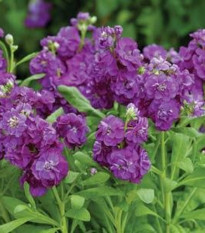 Fiala Hot cakes - Matthiola incana - osivo fialy - 40 ks