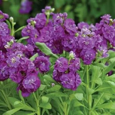 Fiala Hot cakes - Matthiola incana - osivo fialy - 40 ks