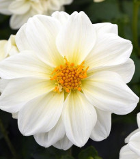 Jiřinka proměnlivá Figaro bílá - Dahlia variabilis - osivo jiřinky - 20 ks