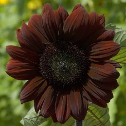 Slunečnice roční Claret F1 - Helianthus annuus - osivo slunečnice - 10 ks