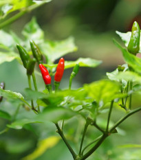 Chilli Thai Hot Birds Eye - Capsicum annuum - osivo chilli - 6 ks