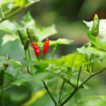 Chilli Thai Hot Birds Eye - Capsicum annuum - osivo chilli - 6 ks