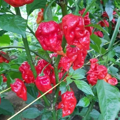 Chilli Apocalypse Red - Capsicum chinense - osivo chilli - 5 ks