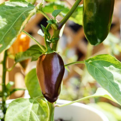 Chilli Jalapeno Brown - Capsicum annuum - osivo chilli - 5 ks