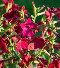 Tabák Saratoga červený F1 - Nicotiana x alata - osivo tabáku - 30 ks