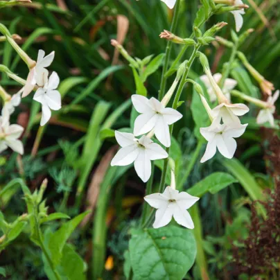 Tabák okrasný Saratoga bílý F1 - Nicotiana x alata - osivo tabáku - 30 ks