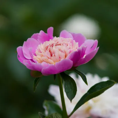 Pivoňka Sorbet - Paeonia lactiflora - hlízy pivoněk - 1 ks