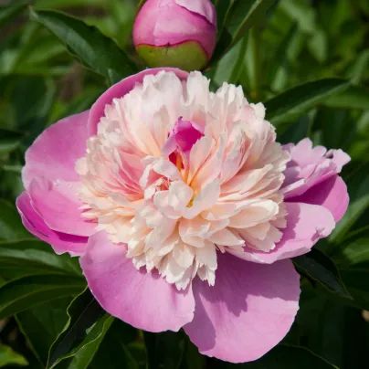 Pivoňka Sorbet - Paeonia lactiflora - hlízy pivoněk - 1 ks