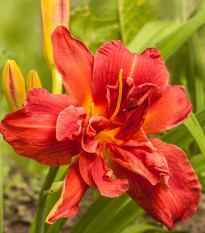 Denivka Highland Lord - Hemerocallis - hlízy denivky - 1 ks