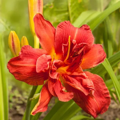 Denivka Highland Lord - Hemerocallis - hlízy denivky - 1 ks