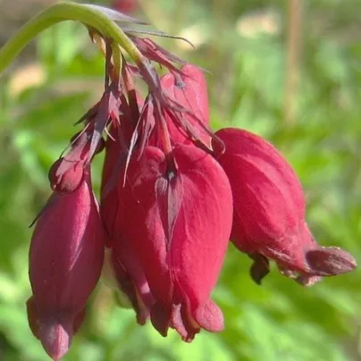 Srdcovka formosa Bacchannal - Dicentra formosa - hlízy srdcovky - 1 ks