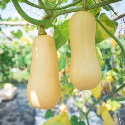 Dýně máslová Butternut - Cucurbita moschata - osivo dýně - 6 ks