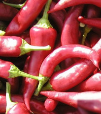 Paprika Žitava - Capsicum annuum