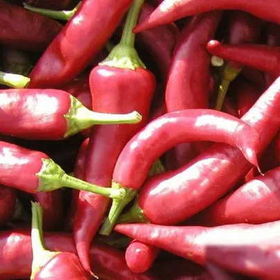 Paprika Žitava - Capsicum annuum