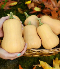 Dýně máslová Butterbaby F1 PMT - Cucurbita moschata - osivo dýně - 6 ks