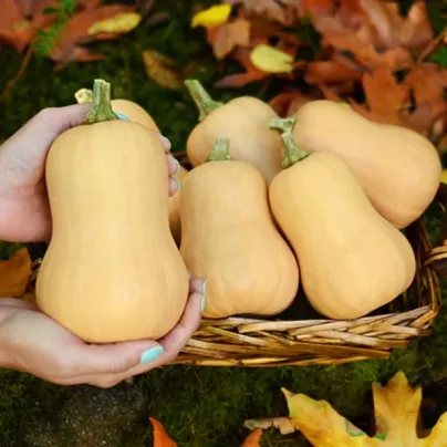 Dýně máslová Butterbaby F1 PMT - Cucurbita moschata - osivo dýně - 6 ks