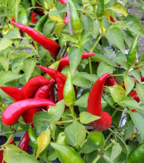 Paprika Kora Zel - Capsicum annuum - osivo papriky - 40 ks