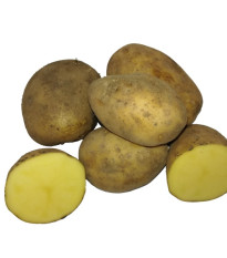 BIO sadbové brambory Bellinda - Solanum tuberosum - bio sadba - 10 ks