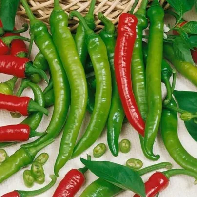 Paprika Pálivec - Capsicum annuum - osivo papriky - 20 ks