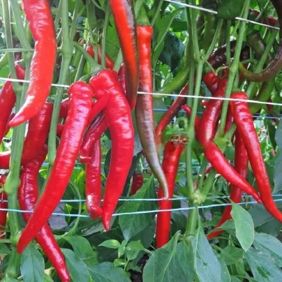 Paprika Pálivec - Capsicum annuum - osivo papriky - 20 ks