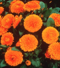 Měsíček lékařský Bon Bon oranžový - Calendula officinalis - osivo měsíčku - 20 ks