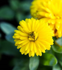 Měsíček lékařský Bon Bon žlutý - Calendula officinalis - osivo měsíčku - 20 ks