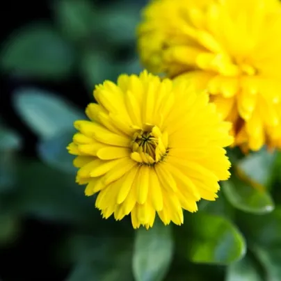 Měsíček lékařský Bon Bon žlutý - Calendula officinalis - osivo měsíčku - 20 ks