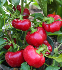 Paprika Topepo rosso - Capsicum annuum - osivo papriky - 20 ks