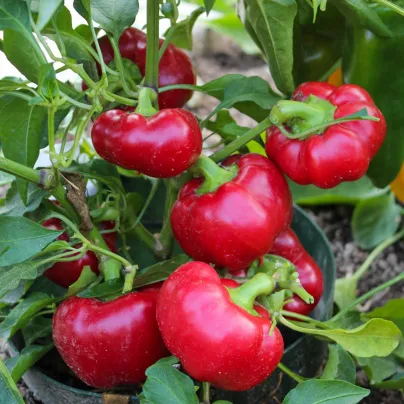 Paprika Topepo rosso - Capsicum annuum - osivo papriky - 20 ks