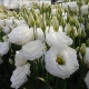 Eustoma Carmen Ivory F1 - Eustoma grandiflorum - osivo eustomy - 12 ks