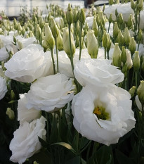 Eustoma Carmen Ivory F1 - Eustoma grandiflorum - osivo eustomy - 12 ks