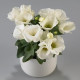 Eustoma Carmen Ivory F1 - Eustoma grandiflorum - osivo eustomy - 12 ks