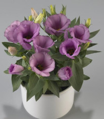 Eustoma Lilac F1 - Eustoma grandiflorum - osivo eustomy - 12 ks