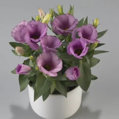 Eustoma Lilac F1 - Eustoma grandiflorum - osivo eustomy - 12 ks