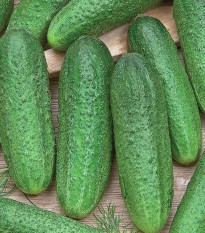 Okurka Profi F1 - Cucumis sativus - osivo okurky - 15 ks