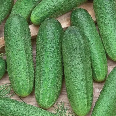 Okurka Profi F1 - Cucumis sativus - osivo okurky - 15 ks