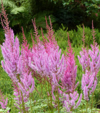 Čechrava čínská růžová - Astilbe chinensis var. pumila - osivo čechravy - 10 ks