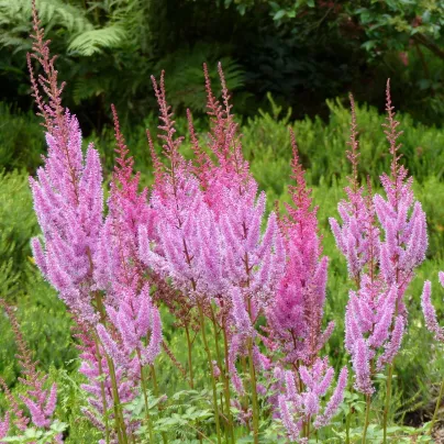 Čechrava čínská růžová - Astilbe chinensis var. pumila - osivo čechravy - 10 ks