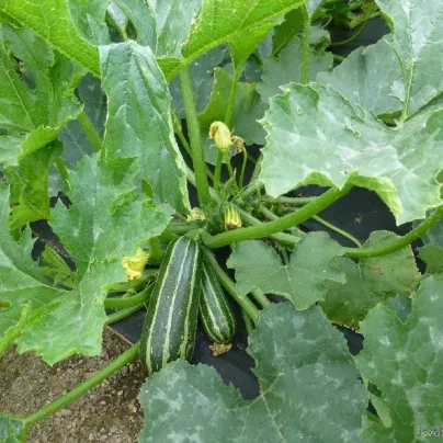 Cuketa Bush Baby F1 Marrow - Cucurbita pepo - osivo cukety - 6 ks