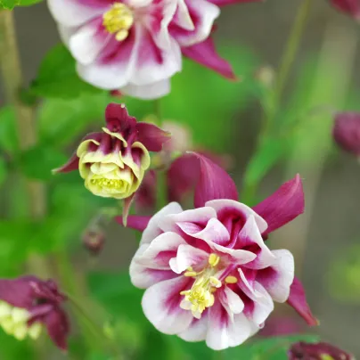 Orlíček Winky Red White Double - Aquilegia - prostokořenné sazenice orlíčku - 1 ks