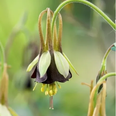 Orlíček Chocolat Soldier - Aquilegia - prostokořenné sazenice orlíčku - 1 ks