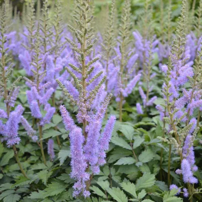 Čechrava Pumila - Astilbe - hlízy čechravy - 1 ks