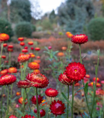 Slaměnka Scarlet - Helichrysum bracteatum - osivo slaměnky - 500 ks