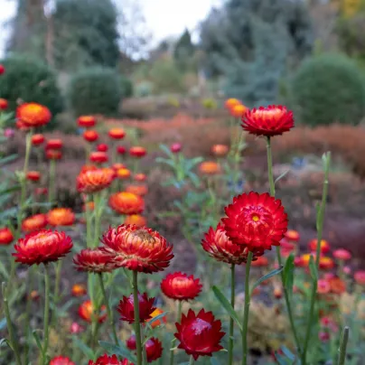 Slaměnka Scarlet - Helichrysum bracteatum - osivo slaměnky - 500 ks