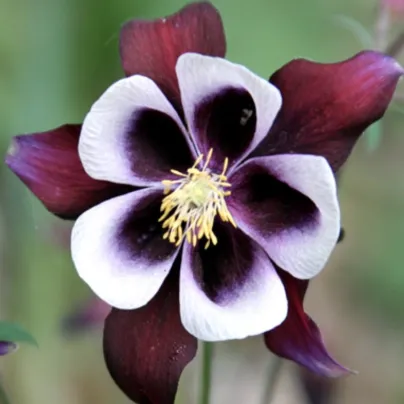 Orlíček William Guiness - Aquilegia - prostokořenné sazenice orlíčku - 1 ks