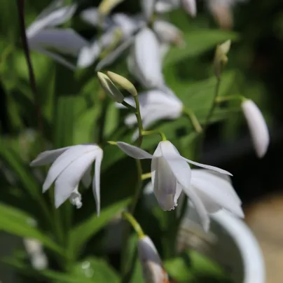 Orchidej vzpřímená bílá - Bletilla striata alba - hlízy orchideje - 1 ks